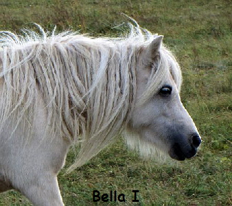 Bella1