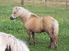 Kilcummer_Golden_Sunbeam