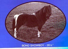 bond-showboy