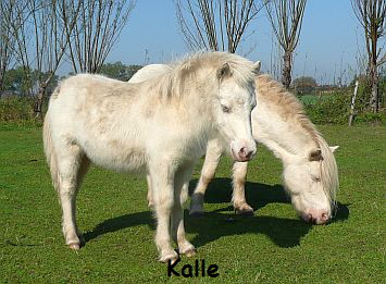 a_Kalle(Karlos)